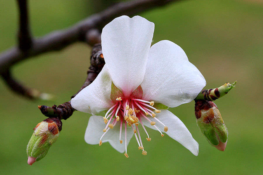 Prunus dulcis / Mandorlo